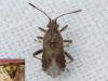 Stictopleurus punctatonervosus